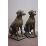 Pair West Country composite stone sitting Labradors on plinth,