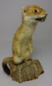 Taxidermy - Stoat Condition Report <a href='//www.davidduggleby.