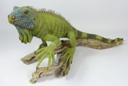 Hand crafted & painted model of an Iguana on a branch,