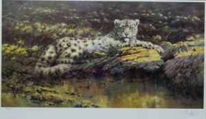 Portrait of a Snow Leopard, limited edition colour print no.