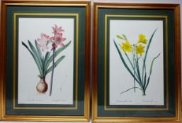 'Amaryllis Belladonna' and 'Hemerocallis',