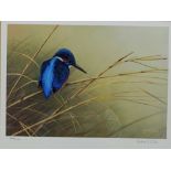 Kingfisher on Reeds, limited edition colour print no.