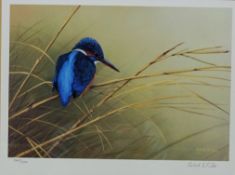Kingfisher on Reeds, limited edition colour print no.