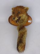 Taxidermy Fox mask & brush, on oval wooden plaque,