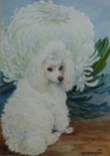 Portrait of a Poodle, watercolour signed and dated DM & EM Alderson 1977,
