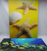 Tropical Fish and Starfish,