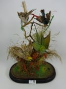 Taxidermy of four exotic birds on branch and naturalistic base,