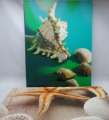 Seashells and Starfish,
