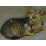 Portrait of a Yorkshire Terrier,