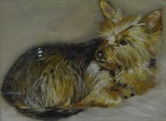 Portrait of a Yorkshire Terrier,