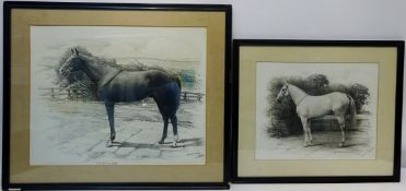 Horse Portraits,