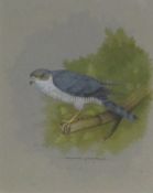 David Andrews (British 1938-): 'Adult Male Sparrow Hawk', watercolour and gouache signed,