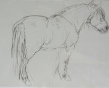 Jo Taylor (British 1969-): 'Quest of Mendick' - Portrait of the Champion Highland Pony,