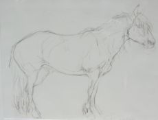 Jo Taylor (British 1969-): 'Quest of Mendick' - Portrait of the Champion Highland Pony,