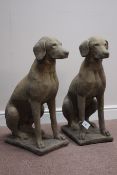 Pair West Country composite stone sitting labradors on plinth,