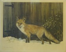 Fox in Winter by a Barn door, Ltd ed.