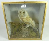 Taxidermy - a Barn Owl, naturalistically mounted in a glazed front case, labelled verso W.