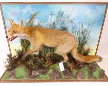 Taxidermy - a fox, prowling in naturalistic setting with painted backdrop,