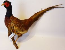 Taxidermy - Cock Pheasant mounted on a branch,