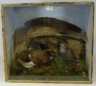 Taxidermy - Common Buzzard with Grouse prey in naturalistic setting labelled 'Presented by George