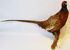 Taxidermy - Cock Pheasant mounted on a branch,