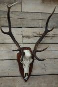 Red stag deer eight tine antlers and skull, mounted on shield,