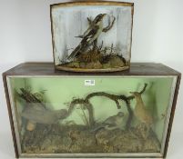 Taxidermy - Grey Strike in bow front case, W30cm, and a display with Grey Strike,