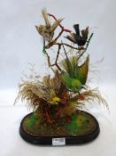 Taxidermy of four exotic birds on branch and naturalistic base,