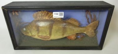 Taxidermy - cast model of a Perch in naturalistic case.