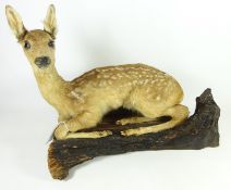 Taxidermy - Deer faun mounted on a branch,