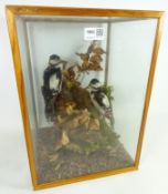Taxidermy - pair of Spotted Woodpeckers mounted on a branch in naturalistic all round glazed cased,
