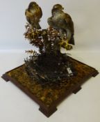 Taxidermy - pair of Sparrow Hawks on a branch above a nest, in all round glazed case, W52cm x D44cm,
