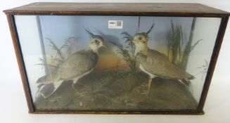 Taxidermy - pair of Plovers, with painted backboard, in naturalistic case, W60cm, D20cm,