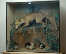 Taxidermy - fox stalking four baby rabbits in a naturalistic scene with painted backdrop,