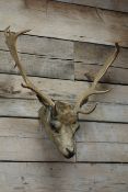 Taxidermy - Stag's head with antlers, W60cm Condition Report <a href='//www.