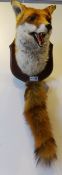 Taxidermy - Fox Mask & Brush mounted on shield shaped plaque,