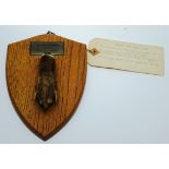 Otter Paw on oak shield with plaque 'The Quorn Hunt Friday 4th March 1936',