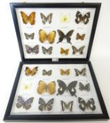 Two displays of butterflies, framed,