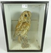 Taxidermy - a Tawny Owl, naturalistically mounted on a branch in a glazed front case, DOE 009110,