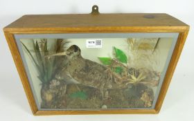 Taxidermy - a Snipe in naturalistic case with feathered side panels, W42, D13cm,