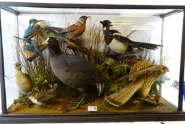 Taxidermy - a good display of nine British Birds including Kingfisher, Magpie, Red Kite, Coot,