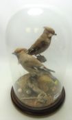 Taxidermy - pair of Waxwings on a branch under a glass dome,