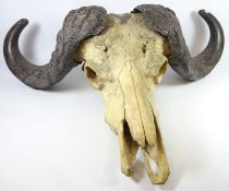 Taxidermy - large Water Buffalo skull of typical form with scrolled horns, W92cm,