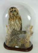 Taxidermy - Tawny Owl mounted on a branch on naturalistic base, under glass dome.