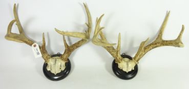 Two sets of whitetail deer antlers,