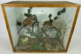 Taxidermy - two Jays on branches in naturalistic case, W51cm, D22cm, H44cm, D.O.E.