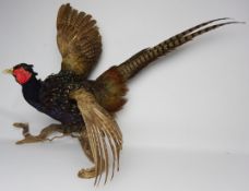 Taxidermy - Cock pheasant mounted on a branch,