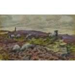 Sheep Grazing on a Moorland Crag,