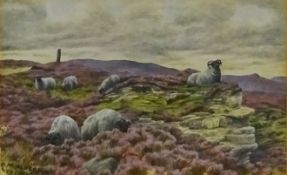 Sheep Grazing on a Moorland Crag,