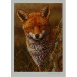 Fox at Dawn, limited edition colour print no.